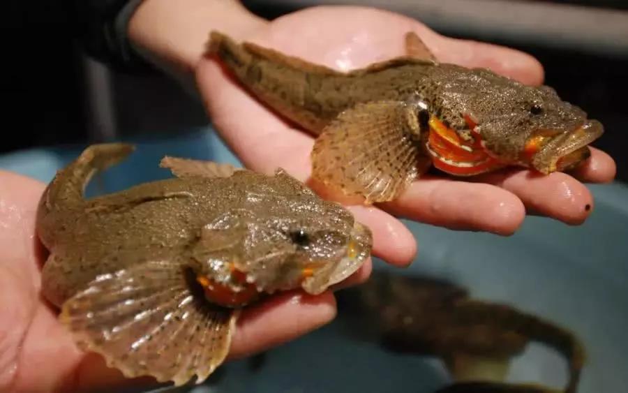 中国最贵的13种顶级食用鱼