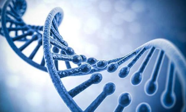 唾液,其他体液或组织细胞中都可以提取出dna(脱氧核糖核酸)进行基因