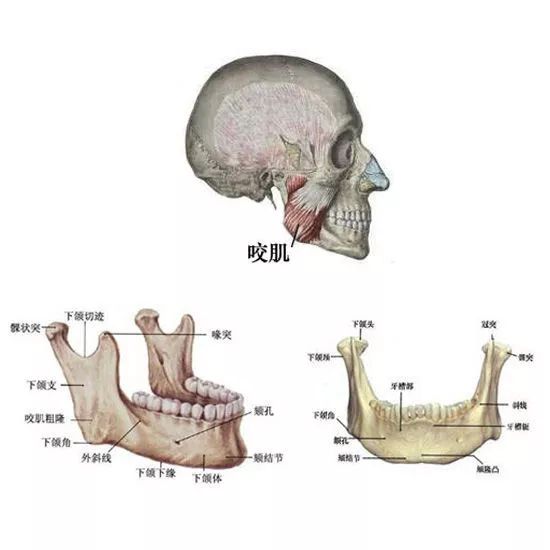 雌性动物会有生理期吗?