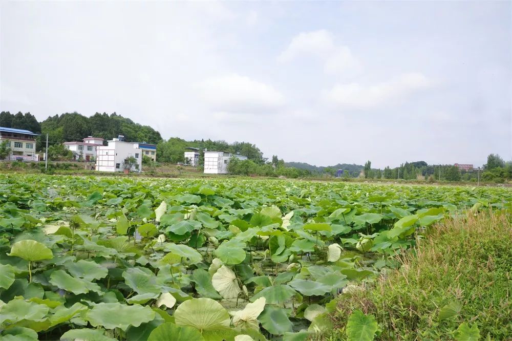 尤安村内荷塘连片据市社区教育中心有关负责人介绍,如今乡村发展迅速