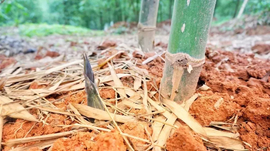佛山人的笋嘢来啦国家级美味的张槎沙口笋