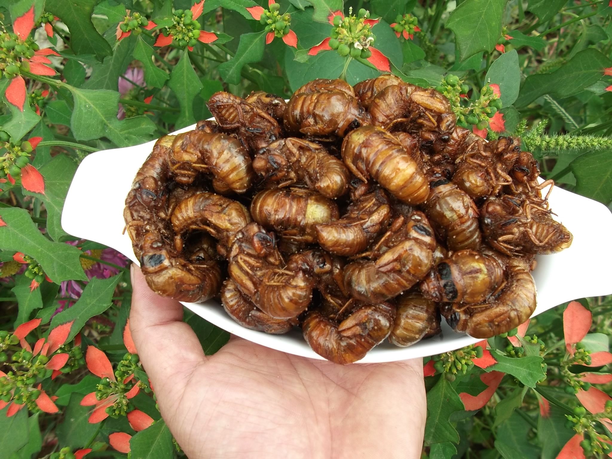 农村野外的知了猴又到了出土的时候为啥新鲜的知了猴很受喜爱呢