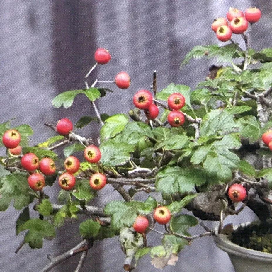 九款开花挂果的植物你可以轻松制作成果树盆景栽种在阳台上