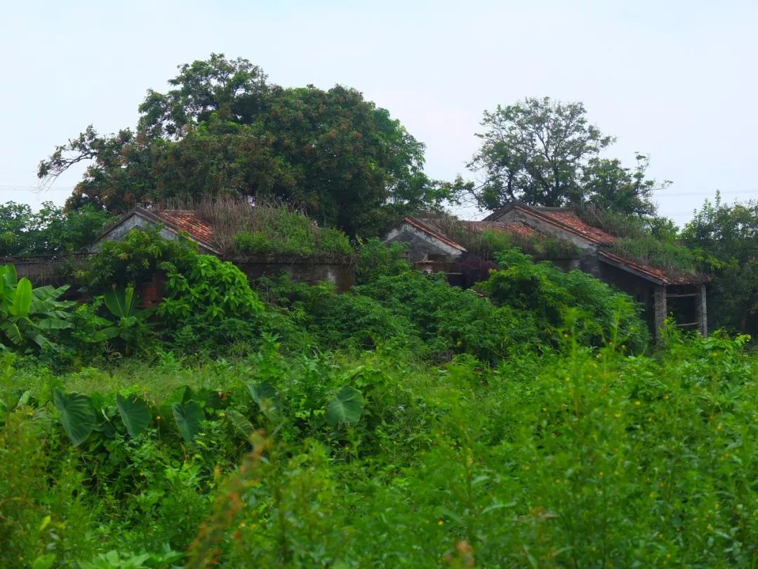 图说顺德|勒流众涌村