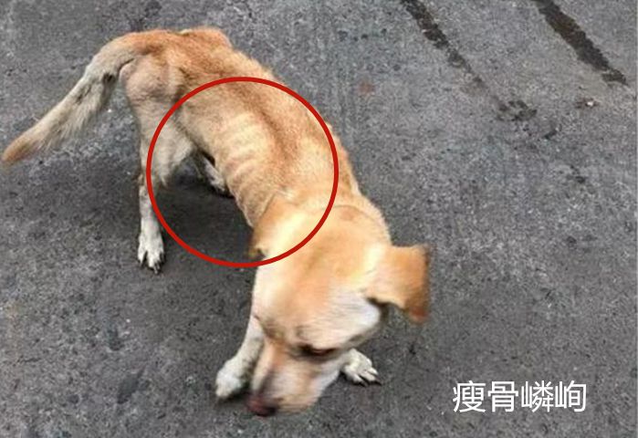 流浪狗饿成皮包骨给它食物却不要只求路人救救我的孩子