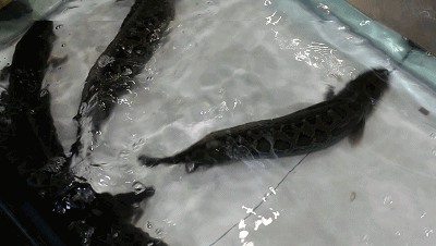 锅底也是现点现做,美味鱼锅值得等待每一条都十分鲜活,现点现杀清江鱼