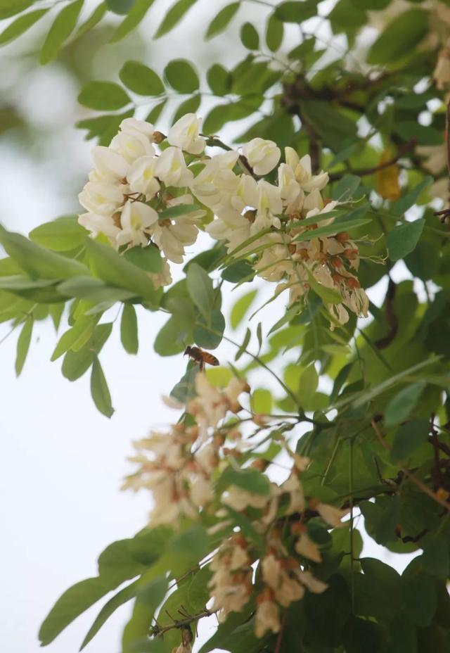 爱吃槐花的大连人注意啦再不看就晚了