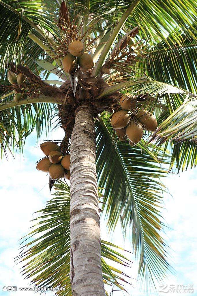 椰子到底长什么样?椰子制作参考_椰子树