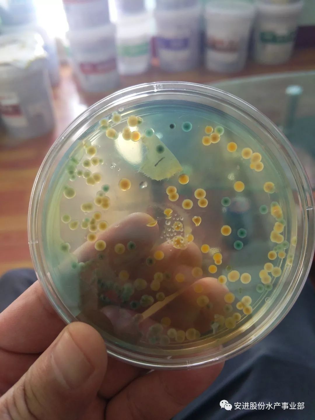 注意啦弧菌爆发不同弧菌引发的疾病不同应对措施你得知道