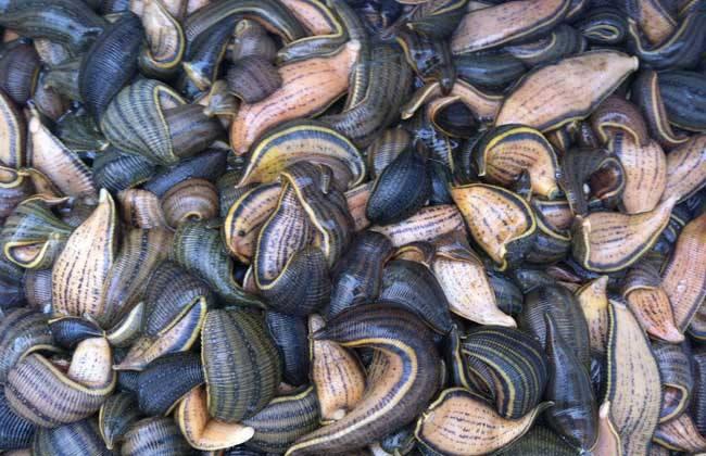 为什么蚂蝗被称为水中软黄金人工养殖蚂蟥有什么前景