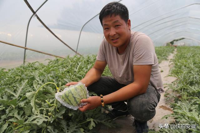 西瓜哥做造型瓜一只卖300,网友订购遭拒绝