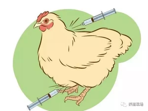 给鸡打针是个技术活,如何正确打针?