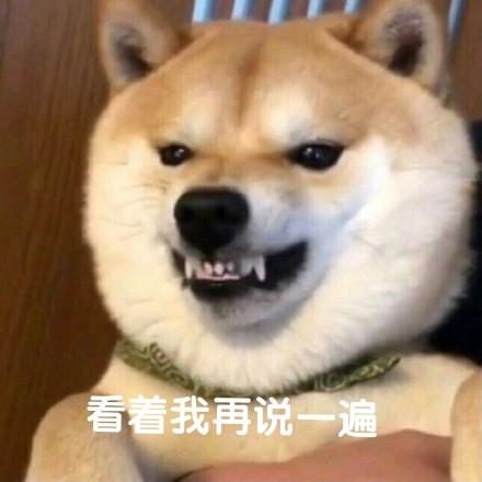 沙雕柴犬的表情包野心不大你和天下