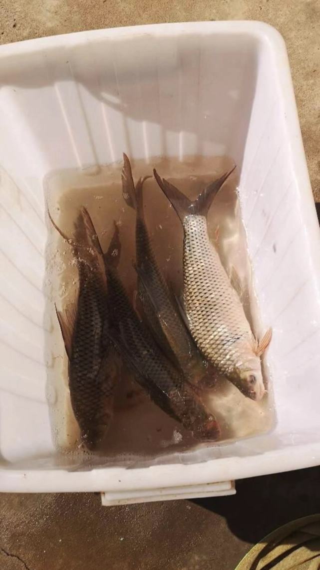 湖南河道出现大量花鲫鱼最大5斤一条哪来的