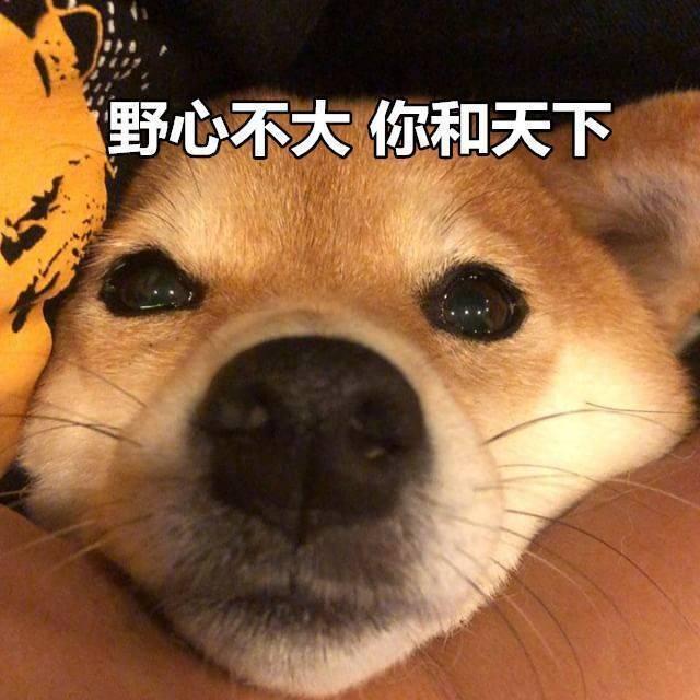 沙雕柴犬的表情包野心不大你和天下