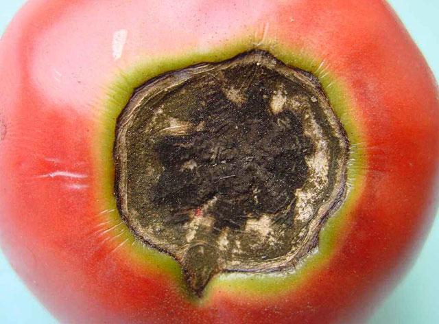 掌握番茄脐腐病发病7大因素10大防治措施轻松解决脐腐病