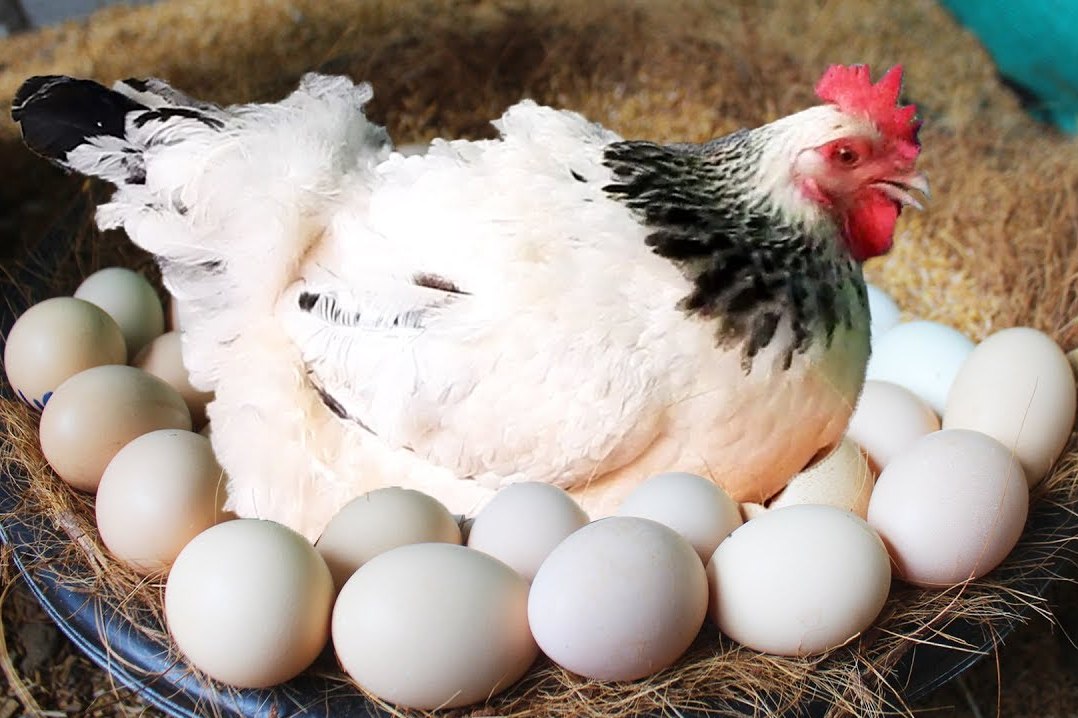 为什么没有公鸡母鸡依然可以下蛋今天算涨知识了