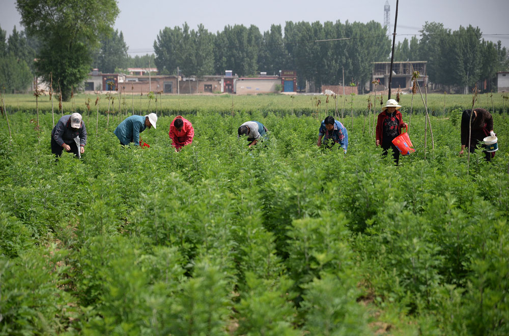 广西艾草种植基地图片