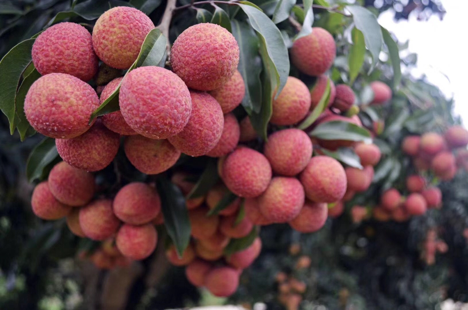 绿品国度荔枝中华红白糖罂荔枝肉质肥厚像放糖的罂上市时间来了