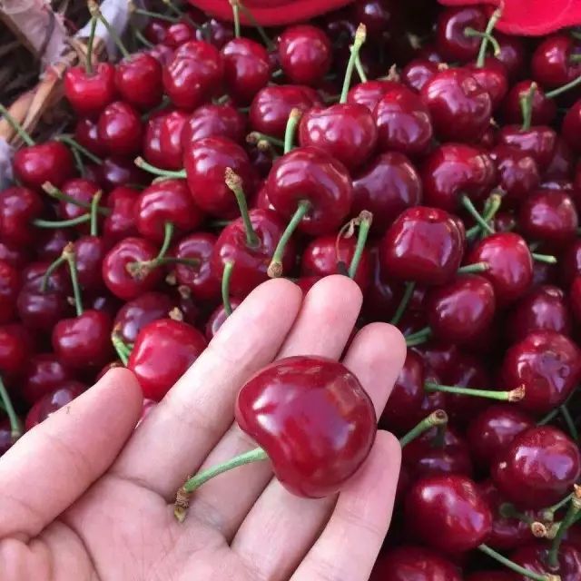 小编精挑细选了东北最优质樱桃让你足不出户体验酸酸甜甜的水嫩大樱桃