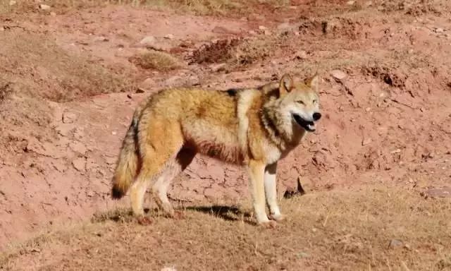 中国狼:体型,中型匀称东北狼:体型,中型阿拉伯狼:体型,小