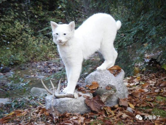 原创除了白化大熊猫,这8种罕见的白化猫科动物也能让你大开眼界