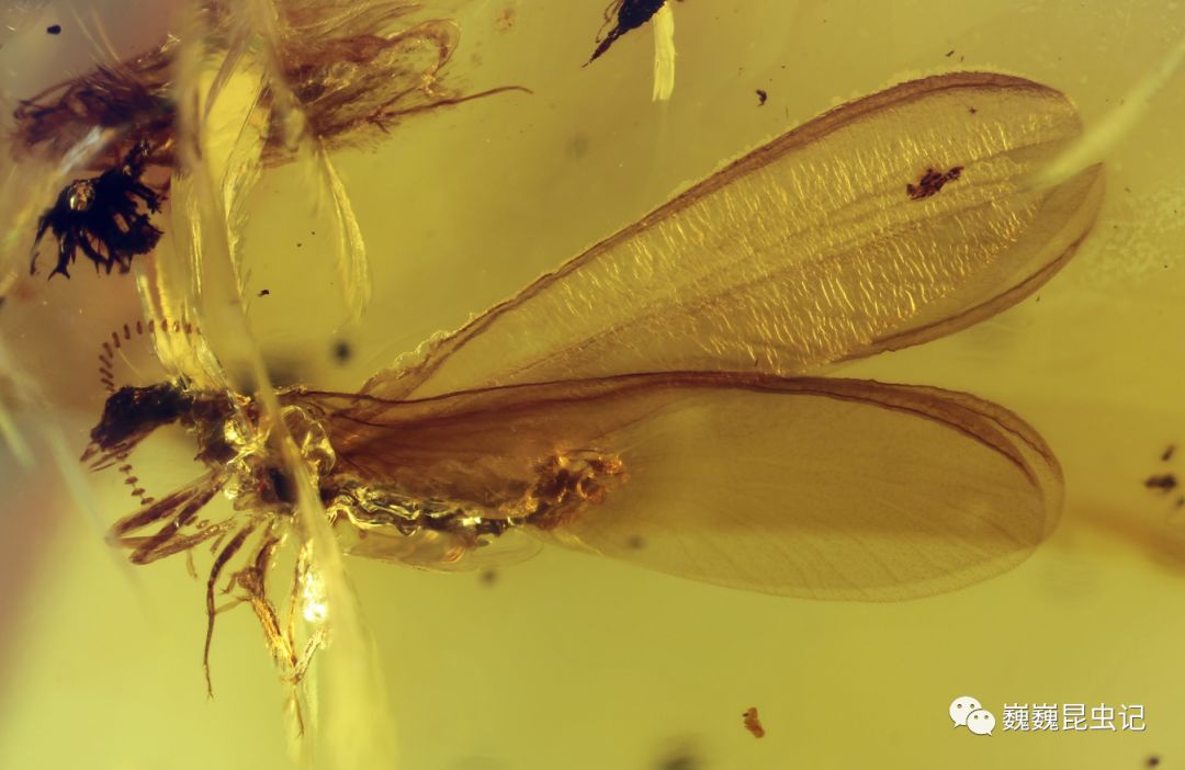 虫来如此墨西哥的琥珀