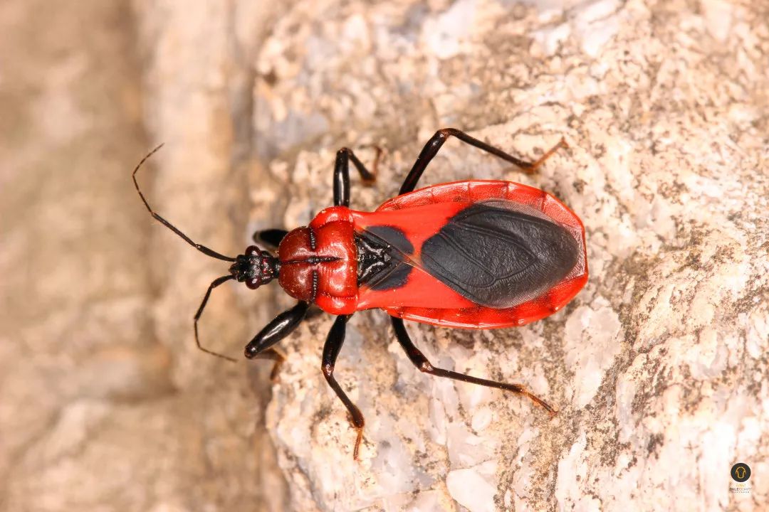 端午一起遇见你能飞能跳能吃的你