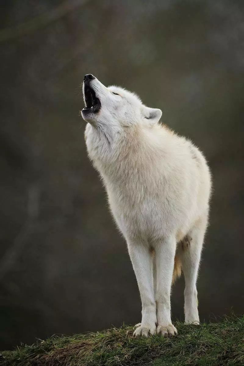 北极狼:体型,中型偏大中国狼:体型,中型匀称东北狼:体型,中型阿拉伯狼