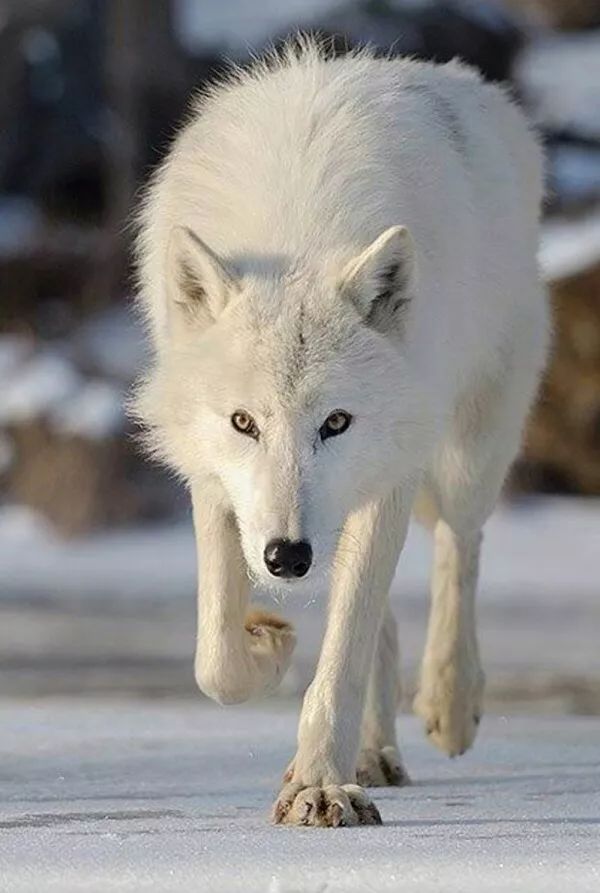 北极狼:体型,中型偏大中国狼:体型,中型匀称东北狼:体型,中型阿拉伯狼