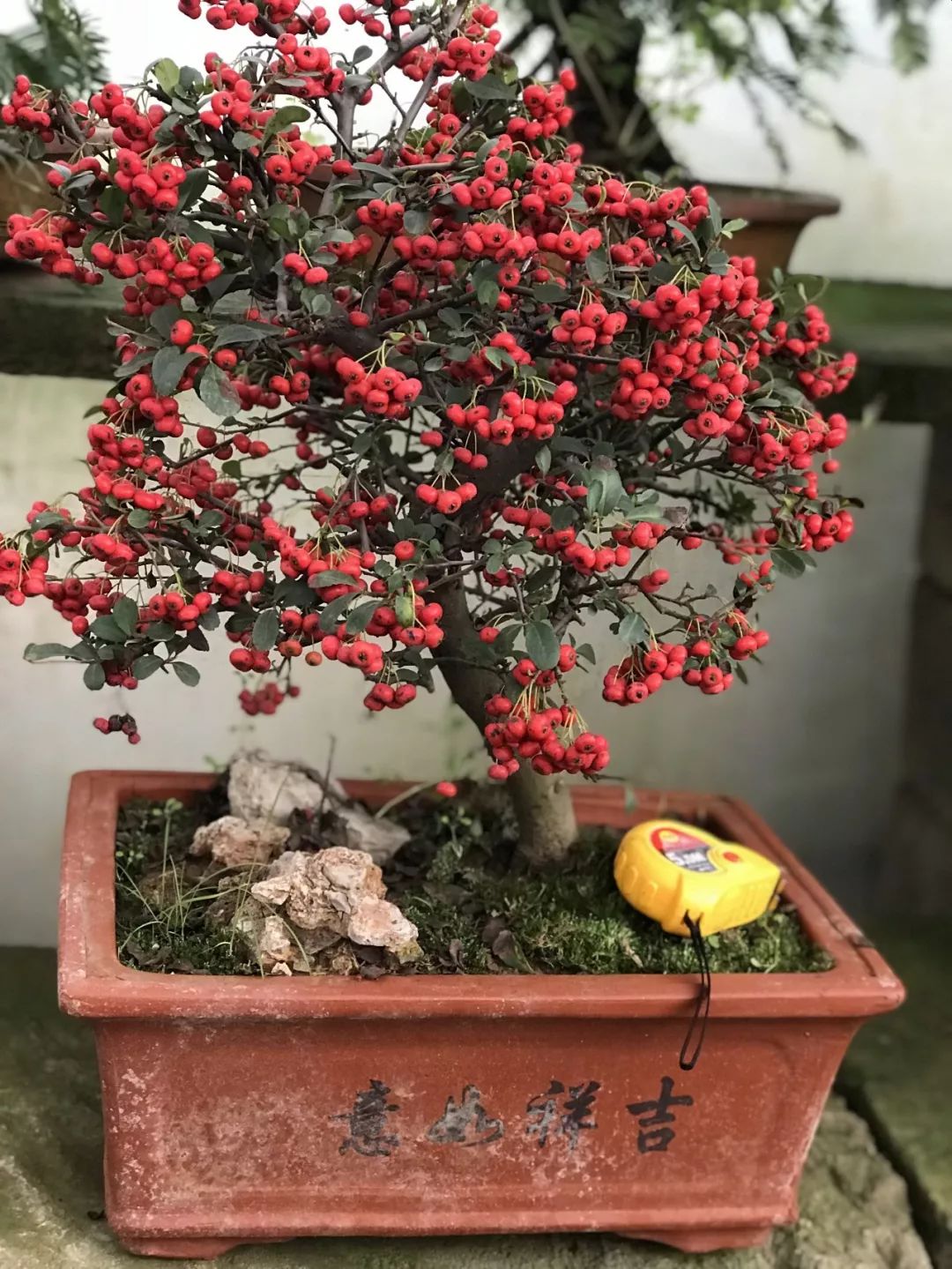 九款开花挂果的植物,你可以轻松制作成果树盆景栽种在阳台上!