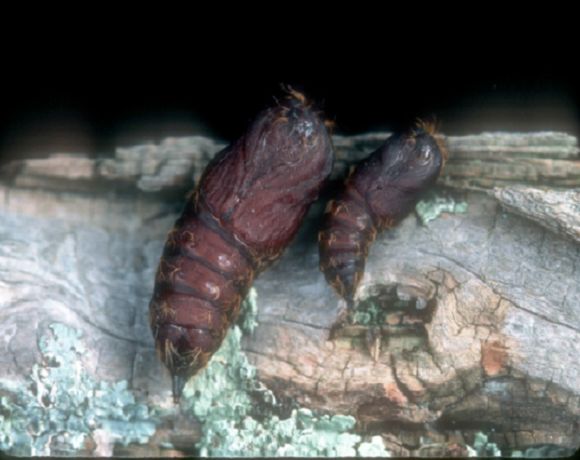 风险提示北美港口加大对亚洲舞毒蛾agm的检查