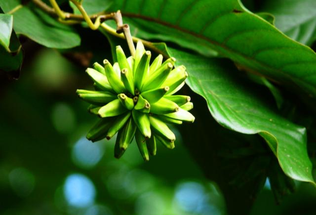 农村这植物叫"喜树",以前被人当柴火烧,现成为重点保护植物