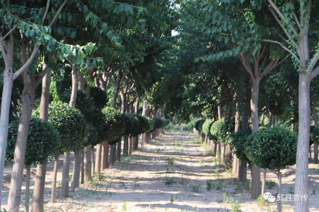 在邱县,有"3000棵树卖到900万元"的育林地,叫丝棉木种植基地.