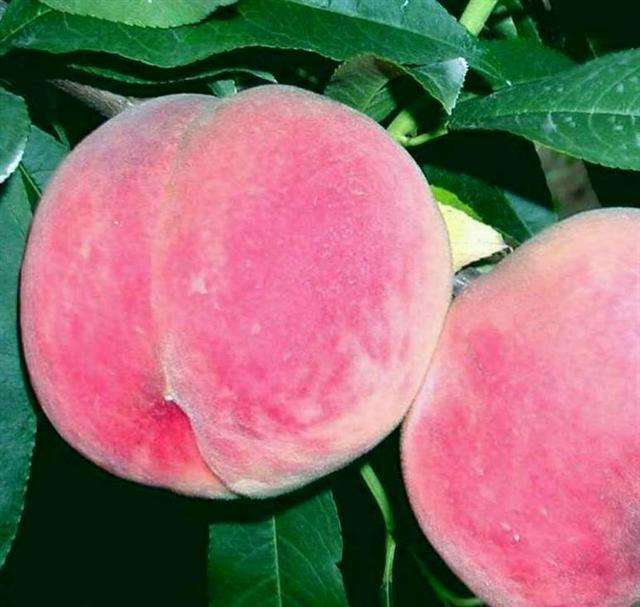 鲜红爽脆的毛桃上市了,那么毛桃的皮吃多了对身体有害吗?