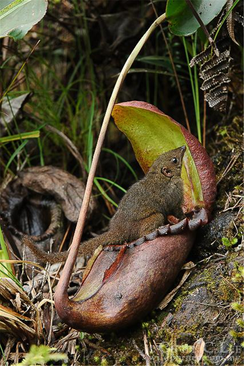世界最大的食肉植物,其捕虫笼被鸟当作马桶用,有时会捕杀老鼠