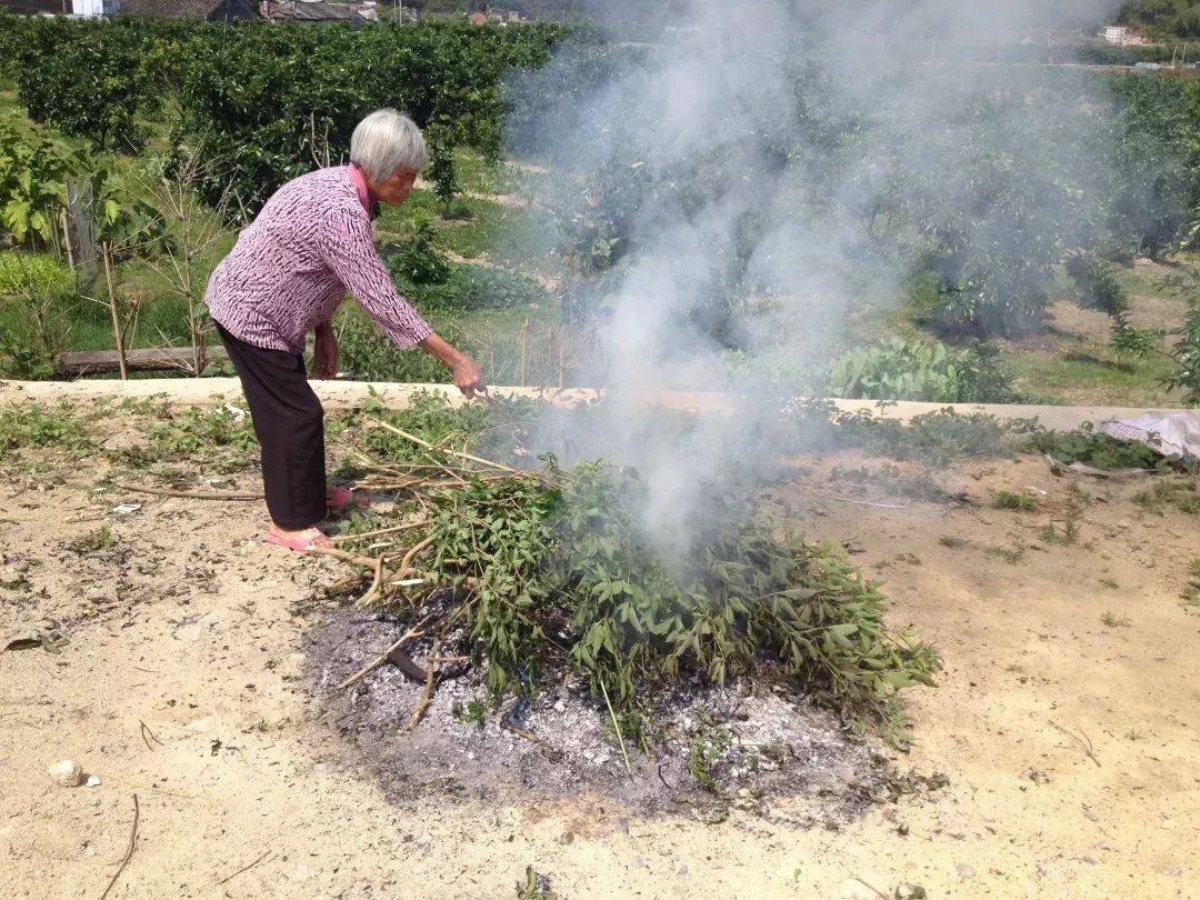 用什么植物烧灰水图片图片