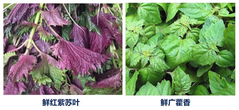 具有见效快,恢复快和多功能等特点,采用本地南药鲜广藿香,鲜红紫苏叶