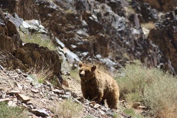 新生世界联盟保护蒙古国戈壁熊纪录片开拍