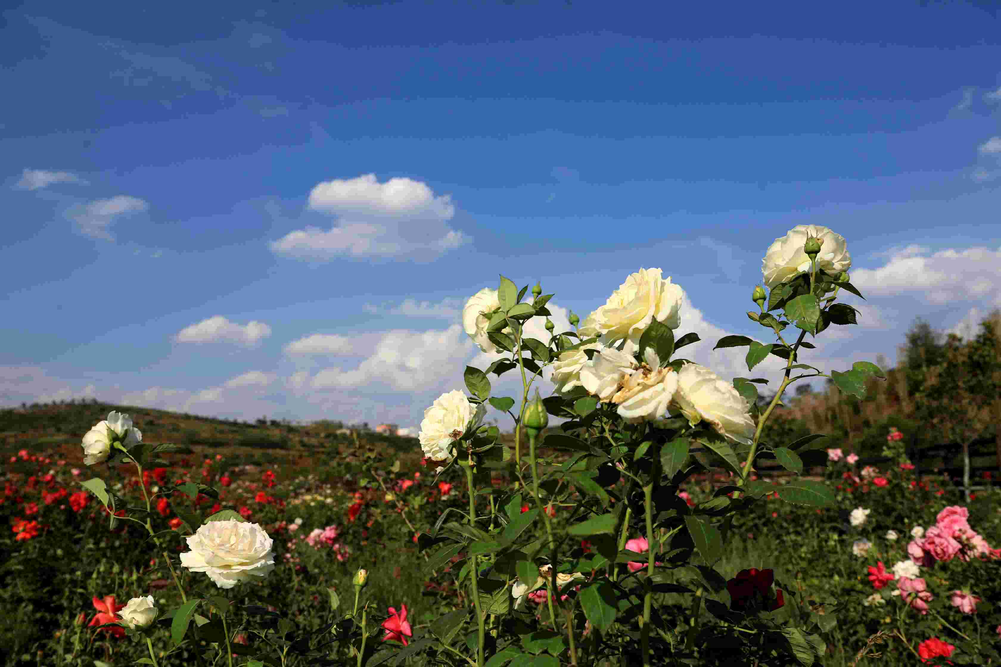 夏日花海——多乐原