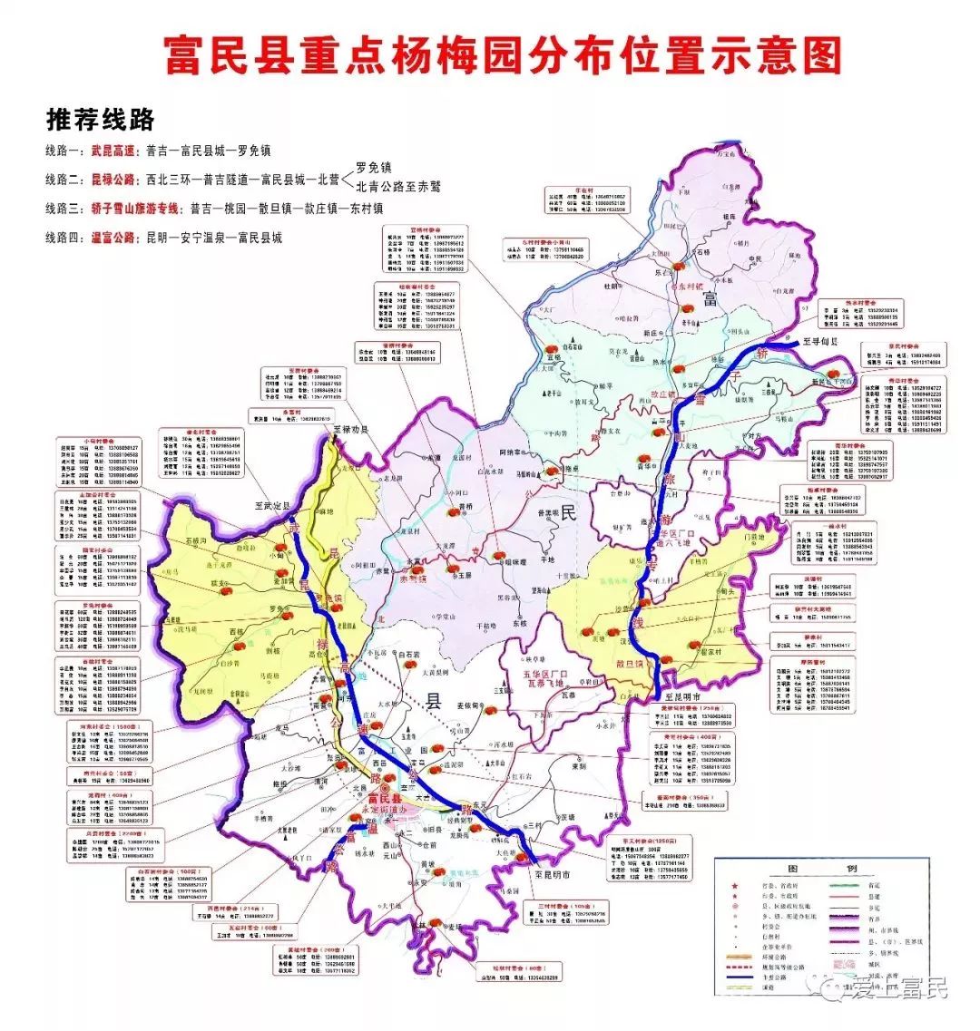 富民万亩杨梅熟啦最全采摘线路送上