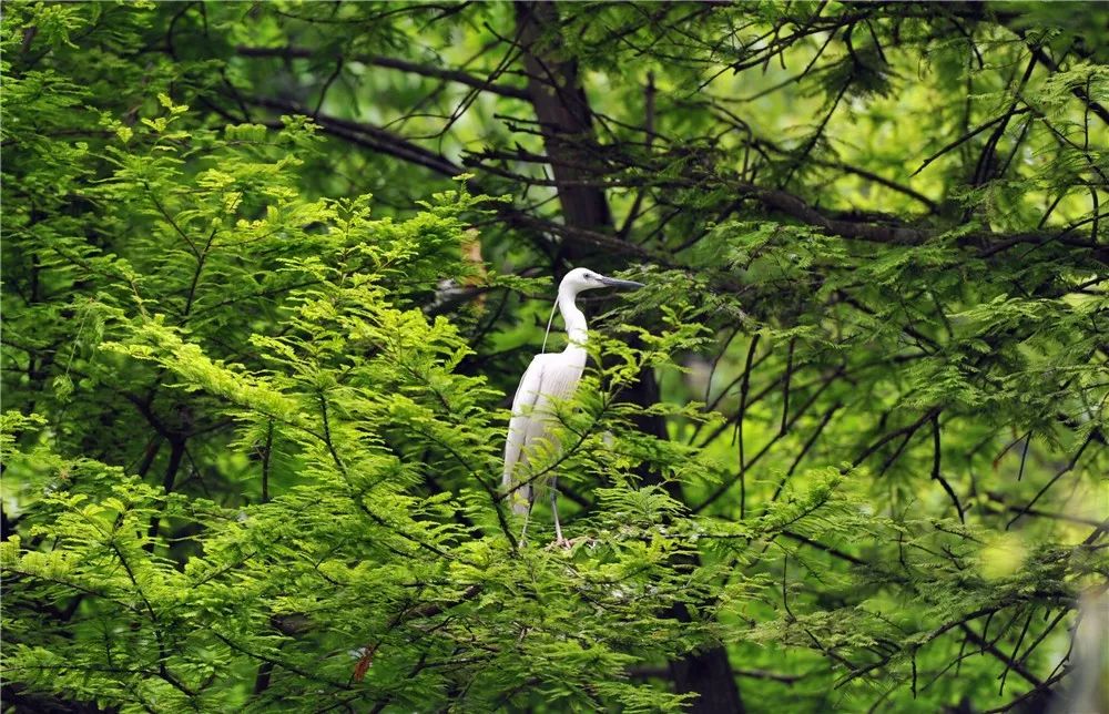 杭州灣國家溼地公園觀鳥節啟動!潮爸辣媽定製遊路線出爐!