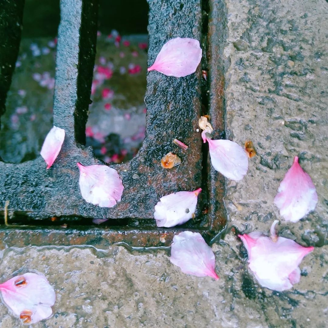 飘零水自流落花4不可辜负唯有爱和美食世间万物人生苦短美食3——江月