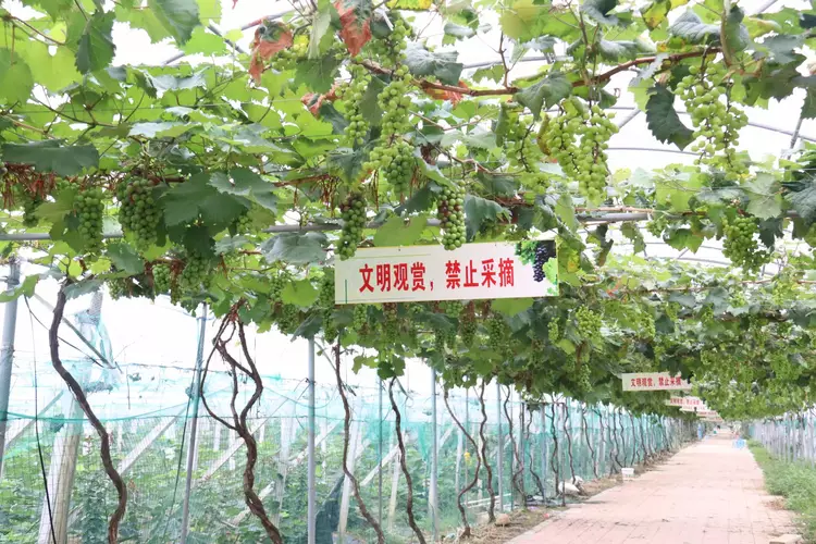 666张葡萄门票大派送市区附近这个葡萄园正果香浓郁就等你来摘