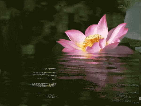 600_450gif 动态图 动图