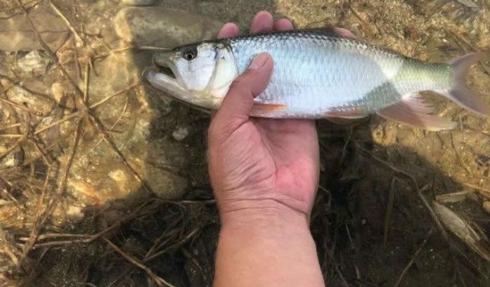 深山裡馬口魚快要成精竟長到一斤多重力氣堪比大鯉魚