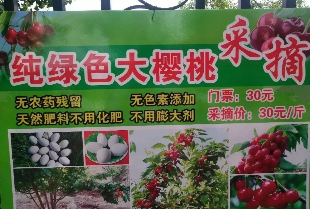 留住你的不只是山水,而是昌乐樱桃的酸甜可口!