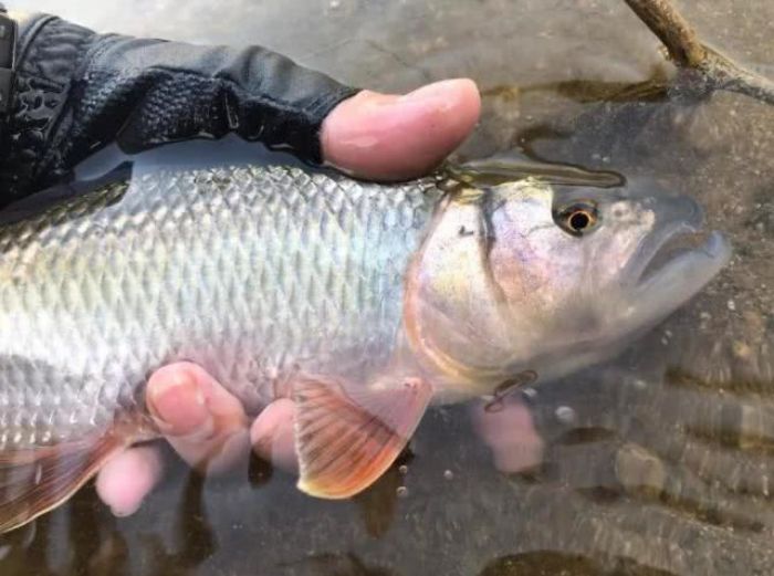 深山裡馬口魚快要成精竟長到一斤多重力氣堪比大鯉魚