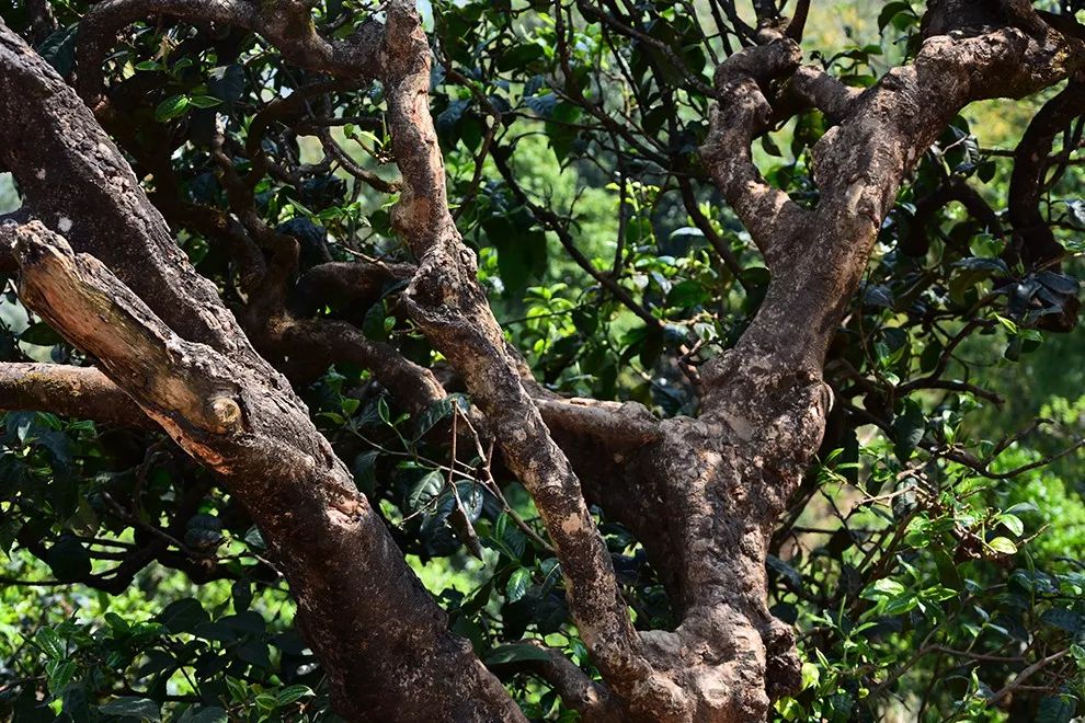 最美茶山遇见你小户赛且乐生前茶一盏何惧身后万丈崖