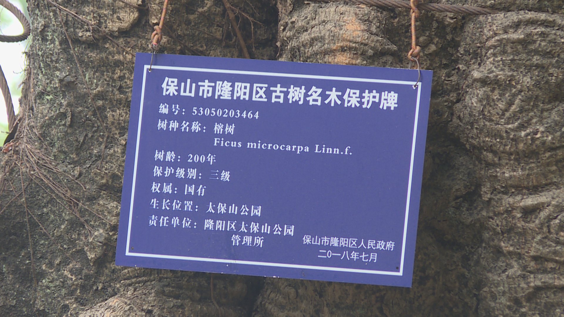 保山市隆阳区大风刮断百年榕树树枝玉皇阁景区部分礼门被压坏